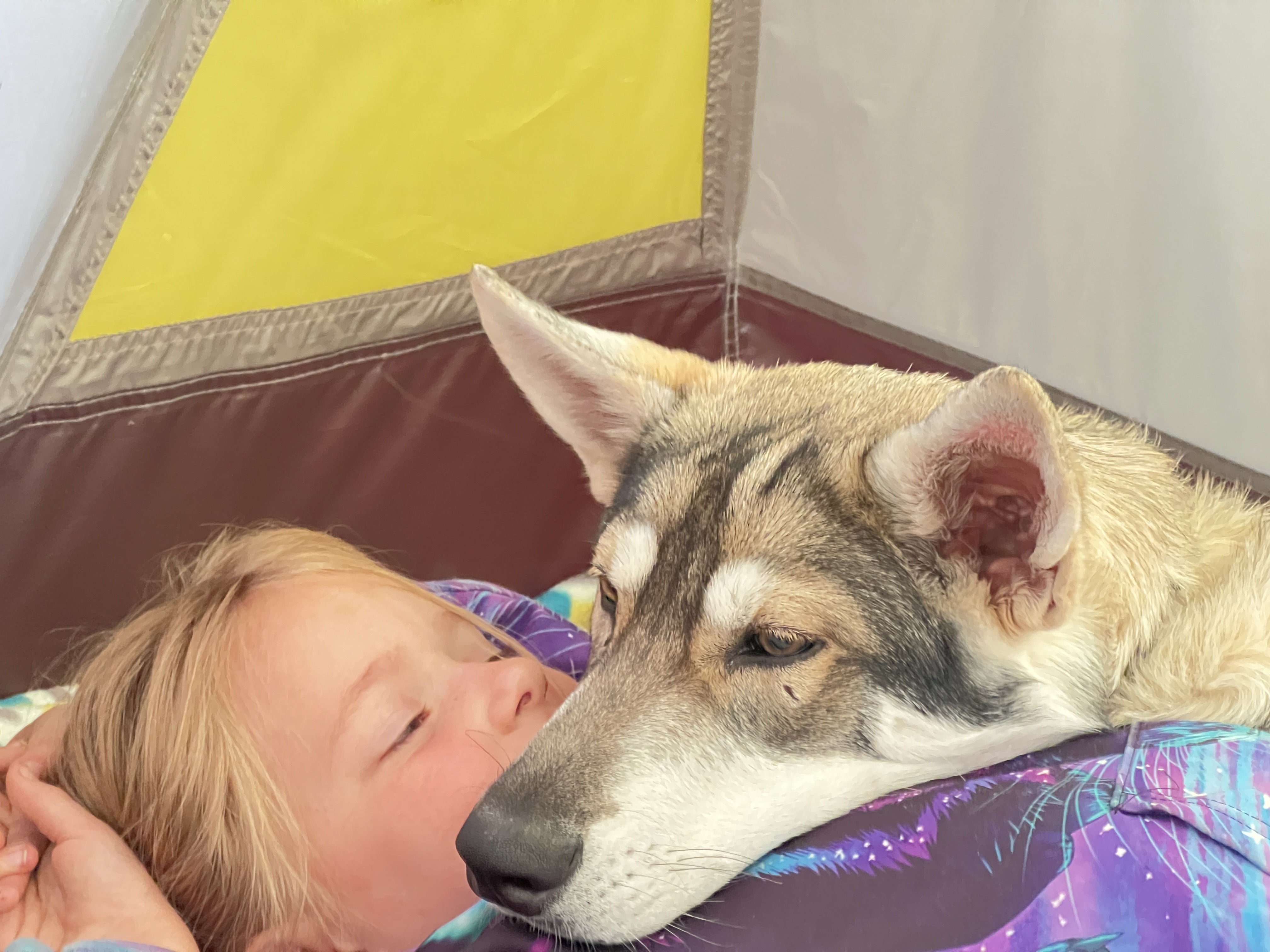Meet Cerberus — Cerberus The Wolf Dog